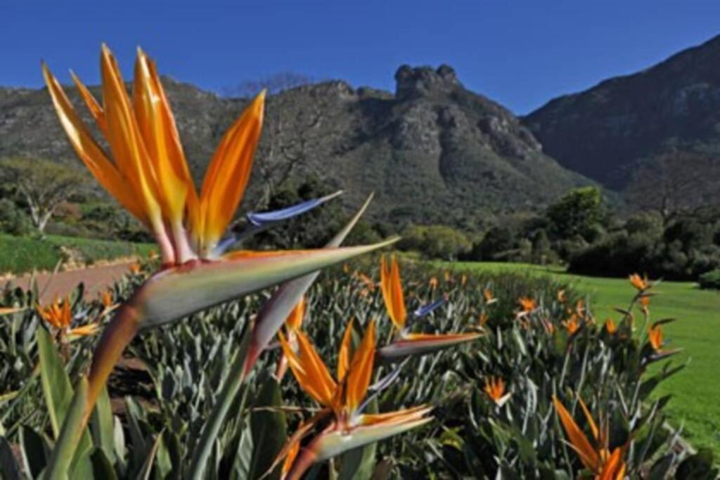The Paragon Solo Modern Deluxe Central To Cape Town Dış mekan fotoğraf